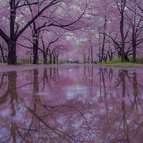 وحید حسن زاده دلم تنگه تو سینه غصه دارم خزون بی تو روزای بهارم امان